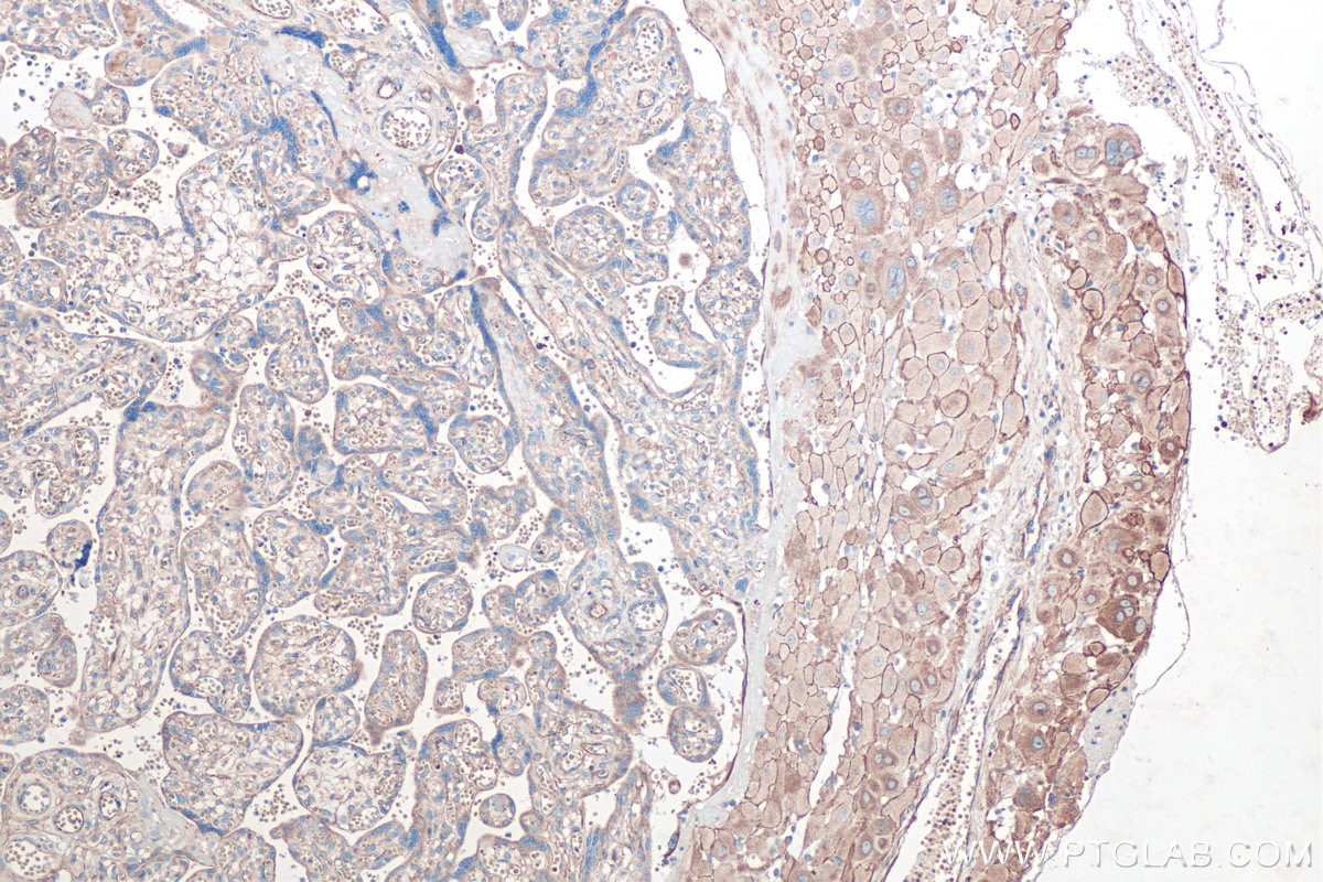 Immunohistochemical analysis of paraffin-embedded human placenta tissue slide using KHC0420 (FXYD1 IHC Kit).