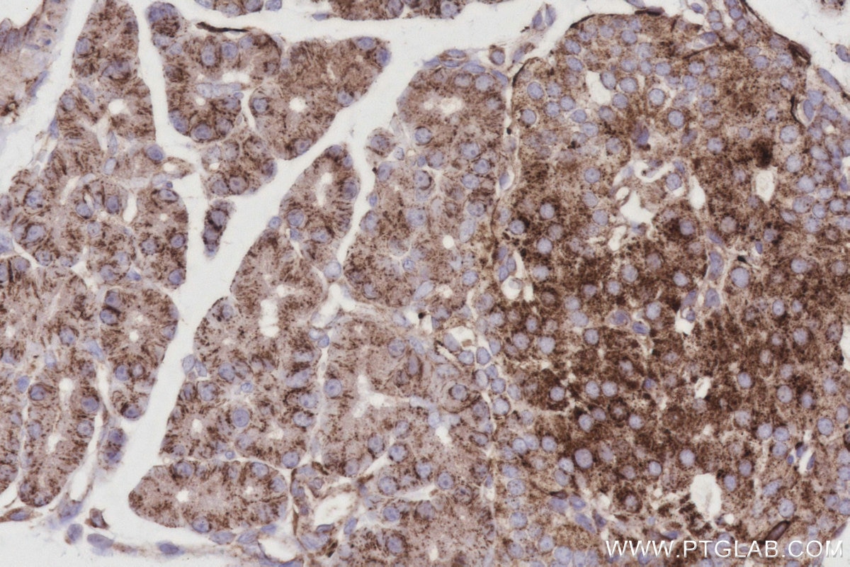 Immunohistochemical analysis of paraffin-embedded rat pancreas tissue slide using KHC3025 (Fetuin-B IHC Kit). Immunohistochemical analysis of paraffin-embedded rat pancreas tissue slide using KHC3025 (Fetuin-B IHC Kit).