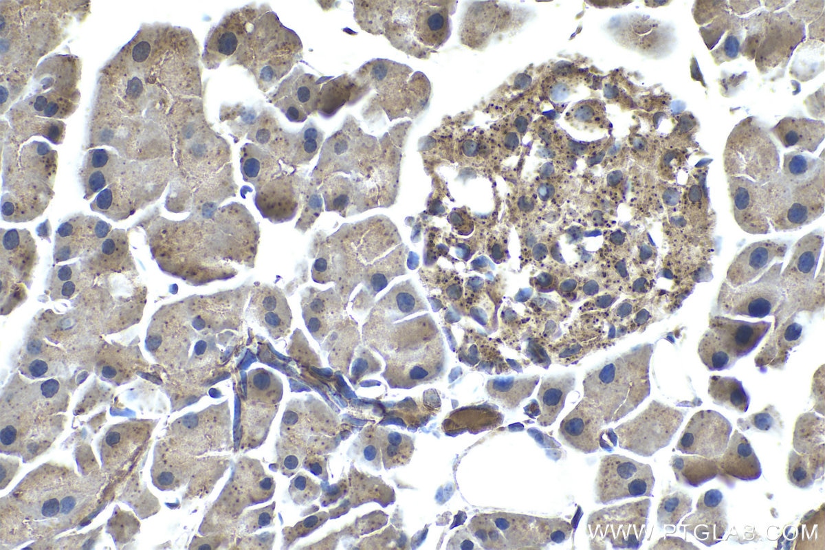 Immunohistochemical analysis of paraffin-embedded mouse pancreas tissue slide using KHC0971 (GAA IHC Kit).