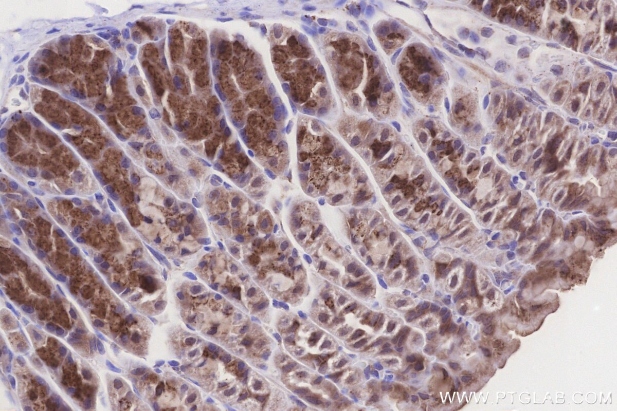 Immunohistochemical analysis of paraffin-embedded mouse stomach tissue slide using KHC3288 (GALNT4 IHC Kit). Immunohistochemical analysis of paraffin-embedded mouse stomach tissue slide using KHC3288 (GALNT4 IHC Kit).