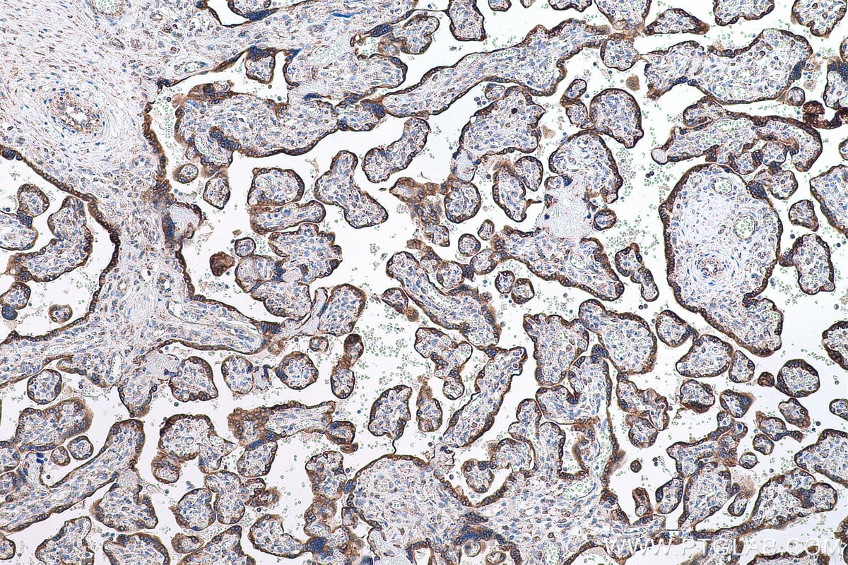 Immunohistochemical analysis of paraffin-embedded human placenta tissue slide using KHC0666 (GANAB IHC Kit).