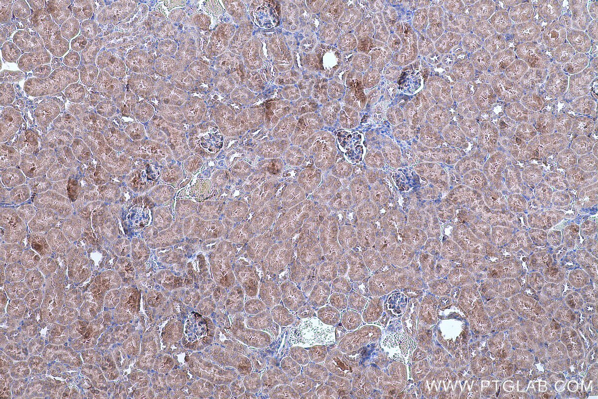 Immunohistochemical analysis of paraffin-embedded mouse kidney tissue slide using KHC0666 (GANAB IHC Kit).