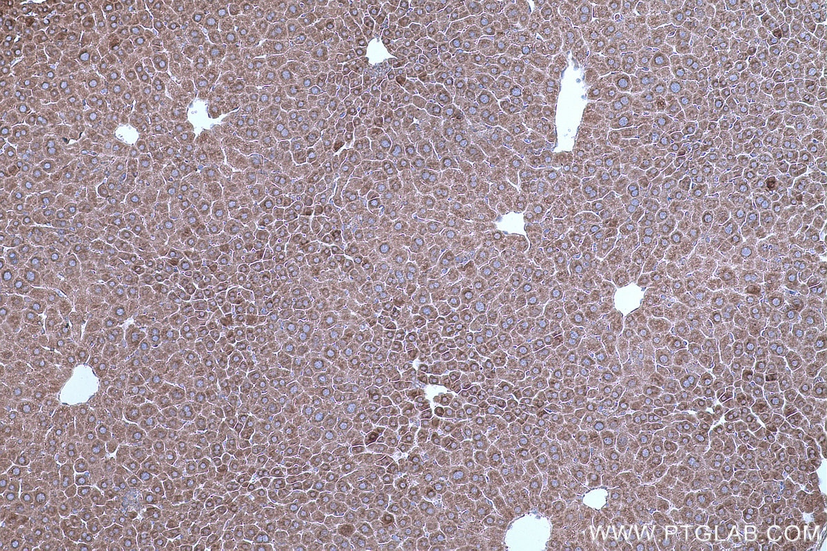 Immunohistochemical analysis of paraffin-embedded mouse liver tissue slide using KHC0666 (GANAB IHC Kit).