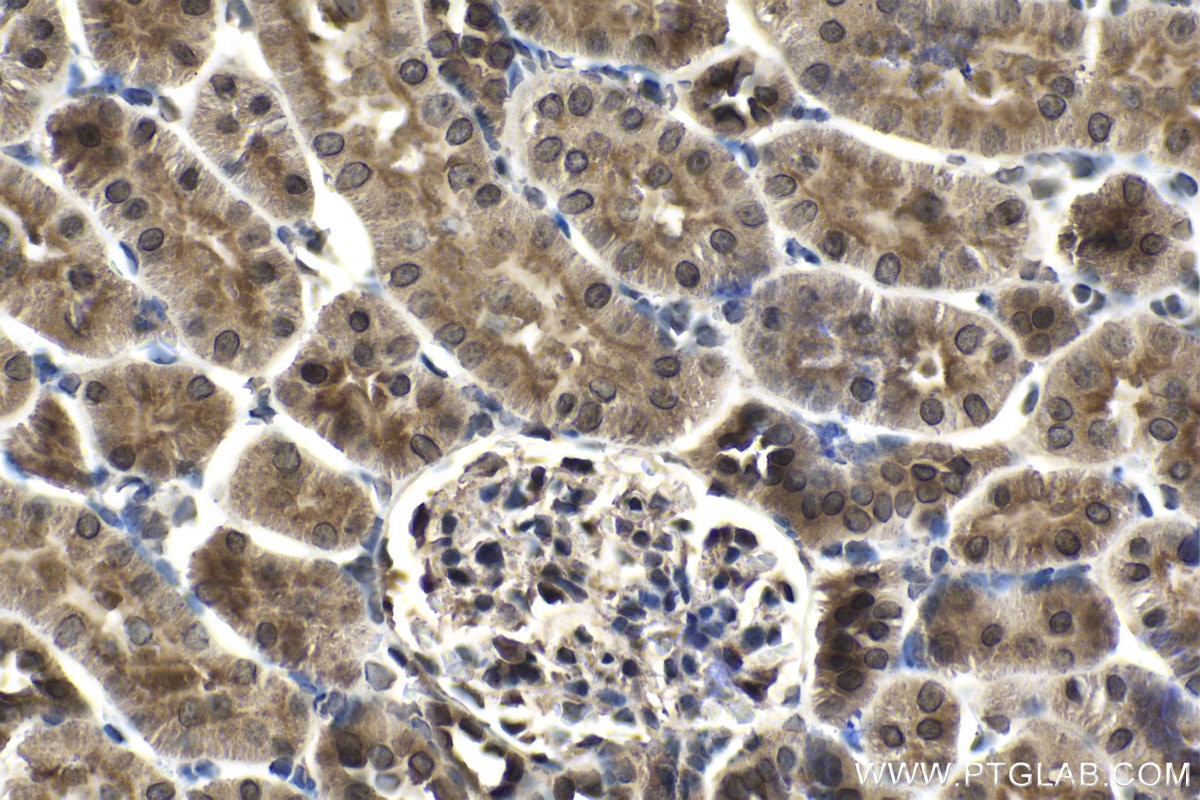 Immunohistochemical analysis of paraffin-embedded rat kidney tissue slide using KHC1464 (GANP IHC Kit).