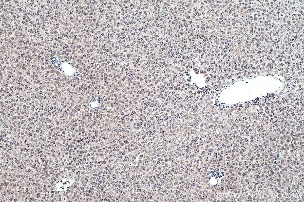 Immunohistochemical analysis of paraffin-embedded rat liver tissue slide using KHC0501 (GAPDH IHC Kit).