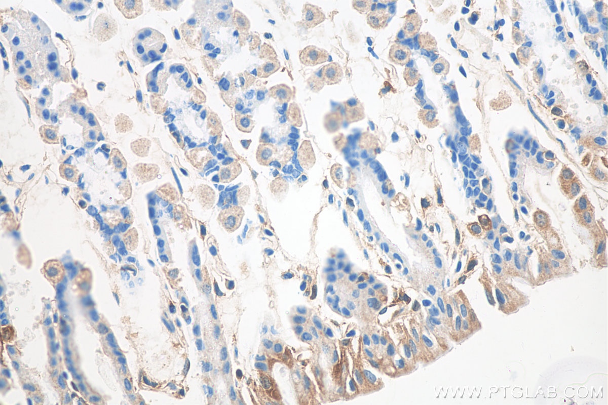 Immunohistochemical analysis of paraffin-embedded mouse stomach tissue slide using KHC0282 (GAST IHC Kit).
