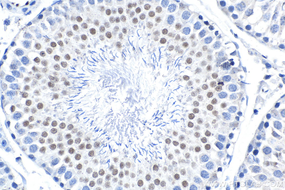 Immunohistochemical analysis of paraffin-embedded rat testis tissue slide using KHC1601 (GATA2 IHC Kit).
