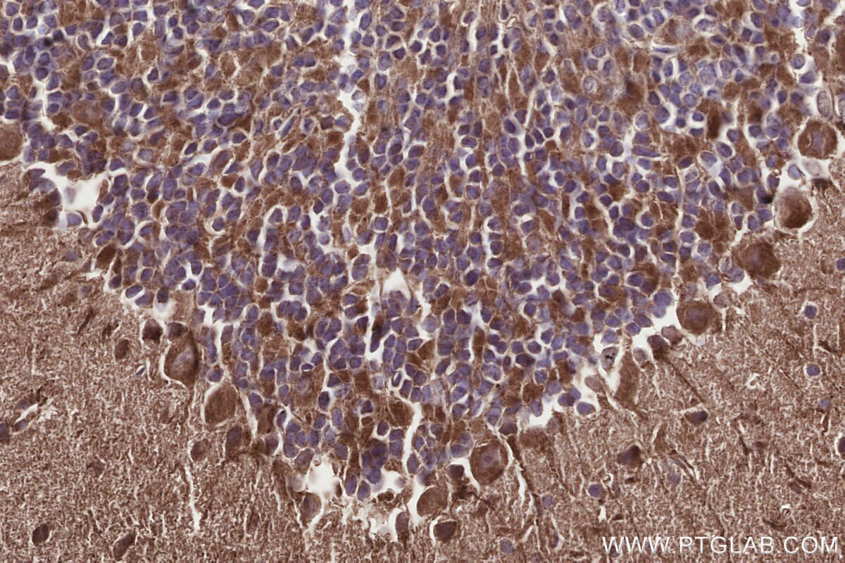 Immunohistochemical analysis of paraffin-embedded mouse cerebellum tissue slide using KHC3309 (GCDH IHC Kit).