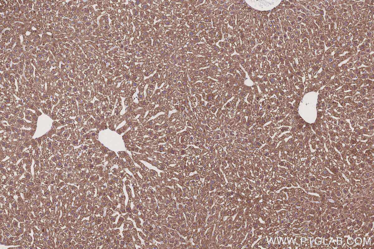 Immunohistochemical analysis of paraffin-embedded mouse liver tissue slide using KHC3309 (GCDH IHC Kit).
