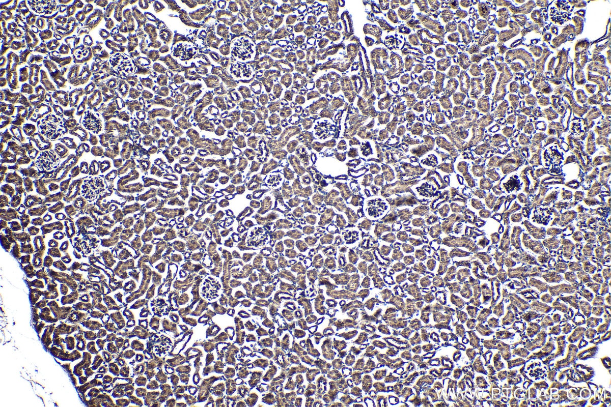 Immunohistochemical analysis of paraffin-embedded mouse kidney tissue slide using KHC1389 (GCNT2 IHC Kit).