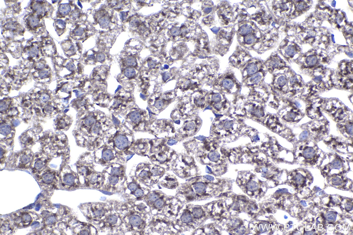 Immunohistochemical analysis of paraffin-embedded mouse liver tissue slide using KHC1389 (GCNT2 IHC Kit).