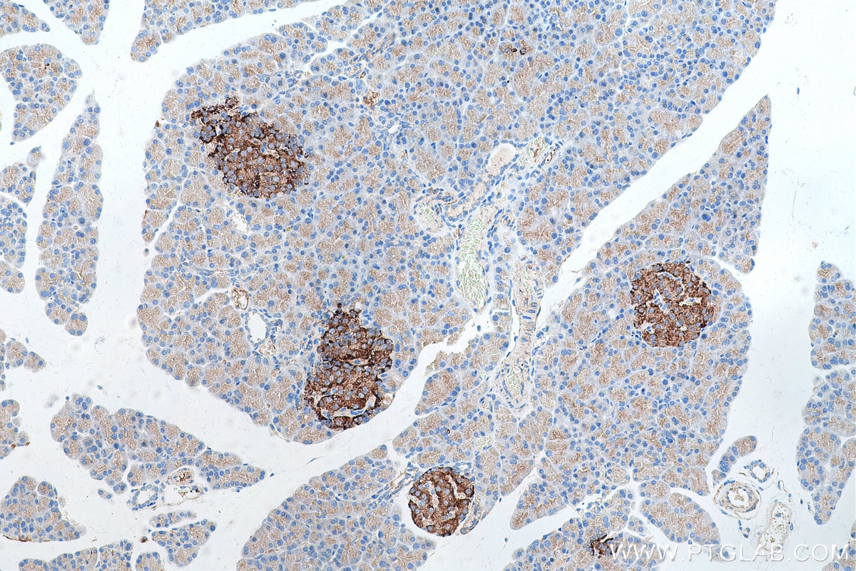 Immunohistochemical analysis of paraffin-embedded rat pancreas tissue slide using KHC0691 (GDI2 IHC Kit).