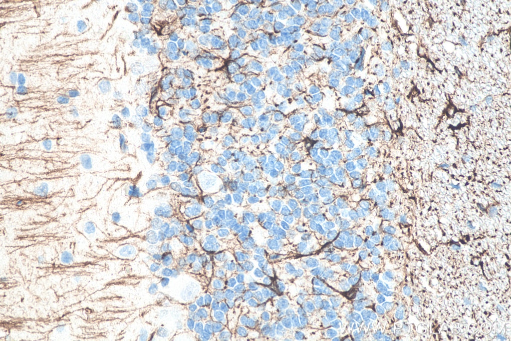 Immunohistochemical analysis of paraffin-embedded rat cerebellum tissue slide using KHC0002 (GFAP IHC Kit).