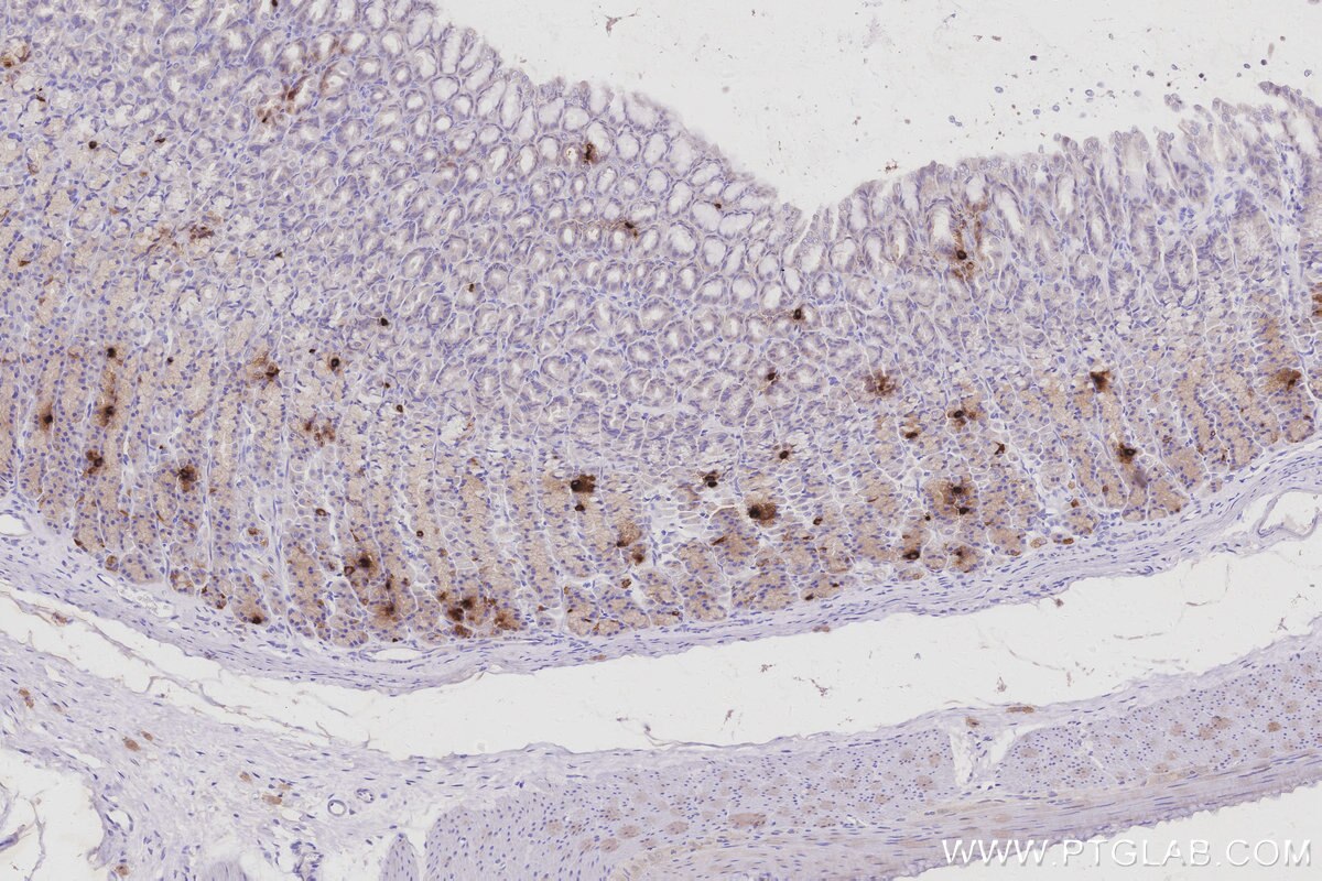 Immunohistochemical analysis of paraffin-embedded rat stomach tissue slide using KHC3002 (GHRL IHC Kit). Immunohistochemical analysis of paraffin-embedded rat stomach tissue slide using KHC3002 (GHRL IHC Kit).