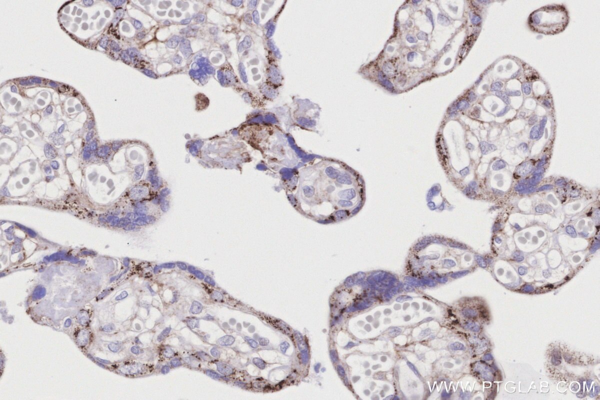 Immunohistochemical analysis of paraffin-embedded human placenta tissue slide using KHC3200 (GLDC IHC Kit).