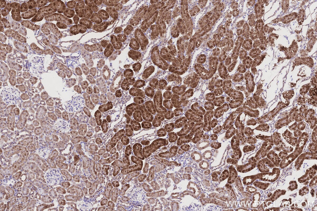 Immunohistochemical analysis of paraffin-embedded rat kidney tissue slide using KHC3200 (GLDC IHC Kit).