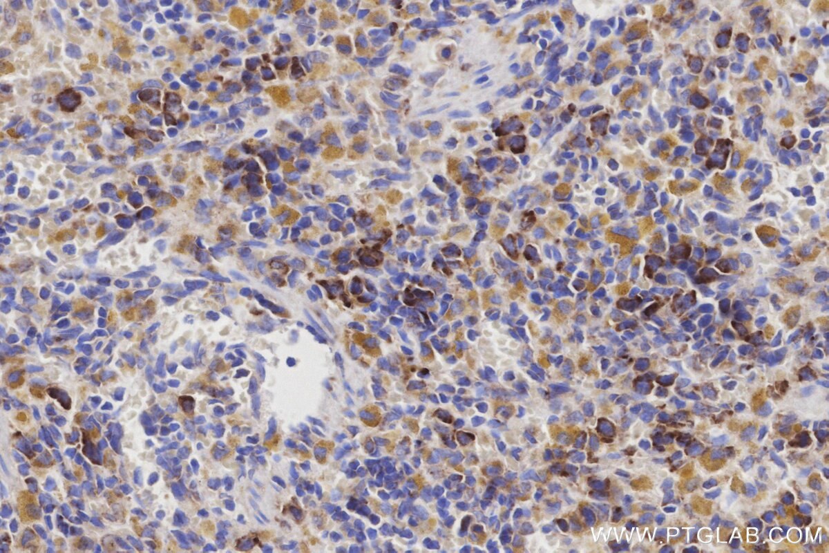Immunohistochemical analysis of paraffin-embedded rat spleen tissue slide using KHC3200 (GLDC IHC Kit).