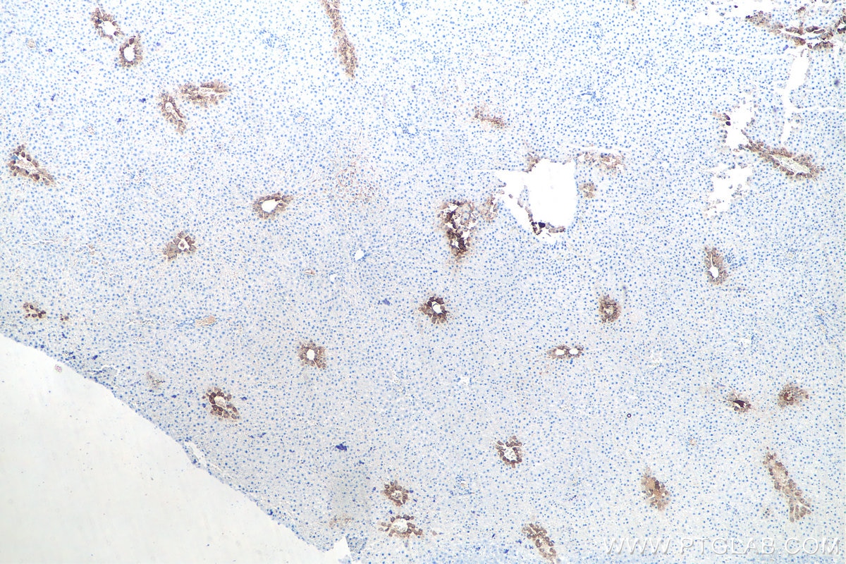Immunohistochemical analysis of paraffin-embedded rat liver tissue slide using KHC0037 (GLUL IHC Kit).