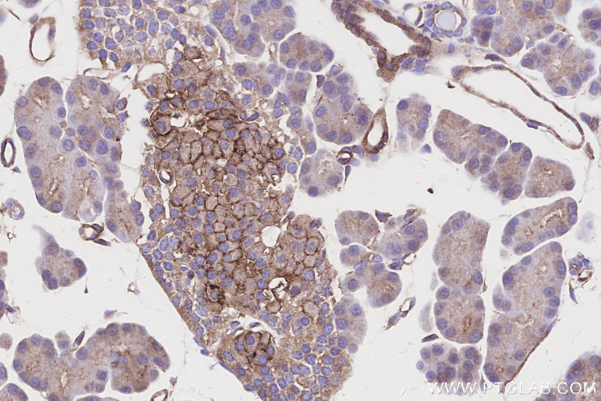 Immunohistochemical analysis of paraffin-embedded rat pancreas tissue slide using KHC3177 (GLUT2 IHC Kit).