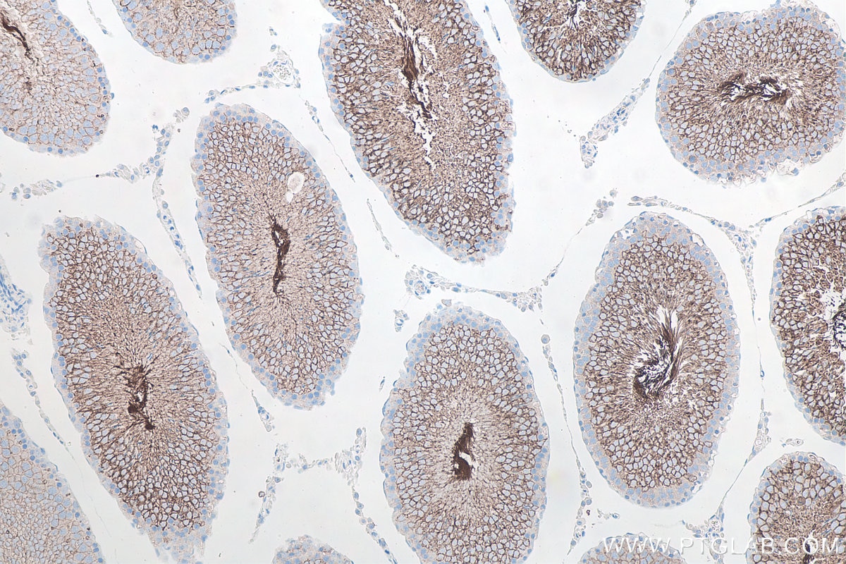 Immunohistochemical analysis of paraffin-embedded rat testis tissue slide using KHC0090 (GLUT3 IHC Kit).