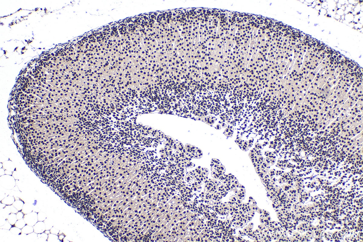 Immunohistochemical analysis of paraffin-embedded mouse adrenal gland tissue slide using KHC1783 (GLYR1 IHC Kit).