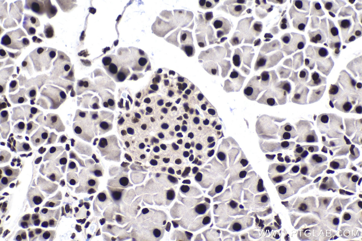 Immunohistochemical analysis of paraffin-embedded mouse pancreas tissue slide using KHC1783 (GLYR1 IHC Kit).
