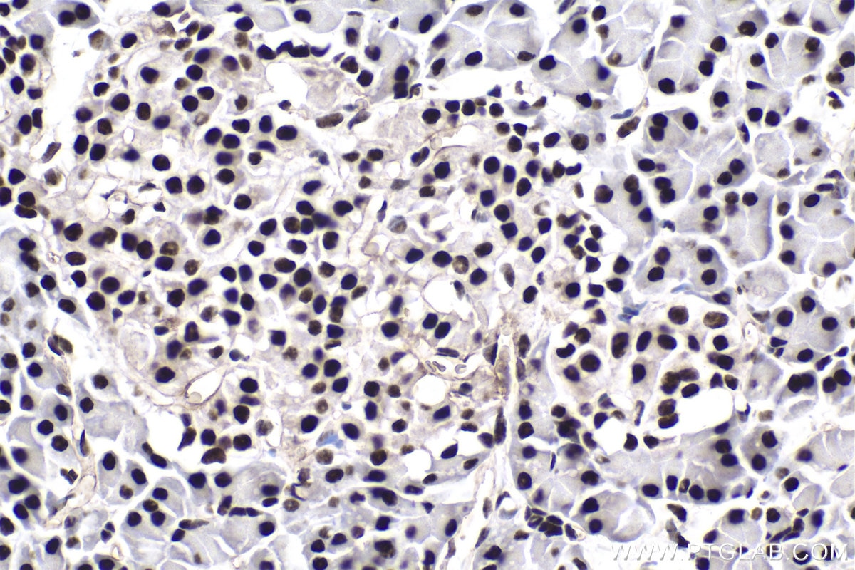 Immunohistochemical analysis of paraffin-embedded rat pancreas tissue slide using KHC1783 (GLYR1 IHC Kit).
