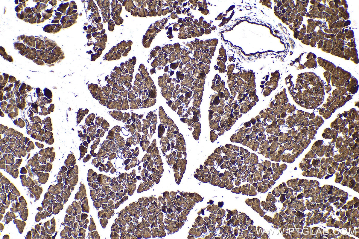 Immunohistochemical analysis of paraffin-embedded mouse pancreas tissue slide using KHC0697 (GMDS IHC Kit).