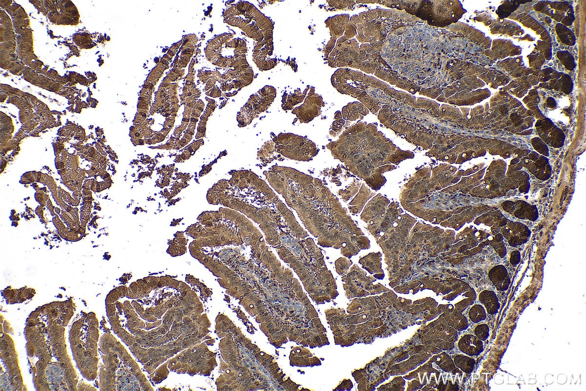 Immunohistochemical analysis of paraffin-embedded mouse small intestine tissue slide using KHC0697 (GMDS IHC Kit).