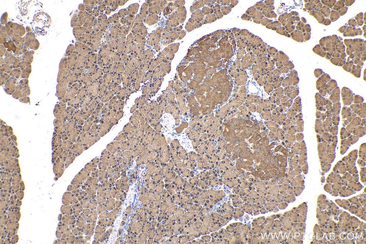 Immunohistochemical analysis of paraffin-embedded rat pancreas tissue slide using KHC0697 (GMDS IHC Kit).