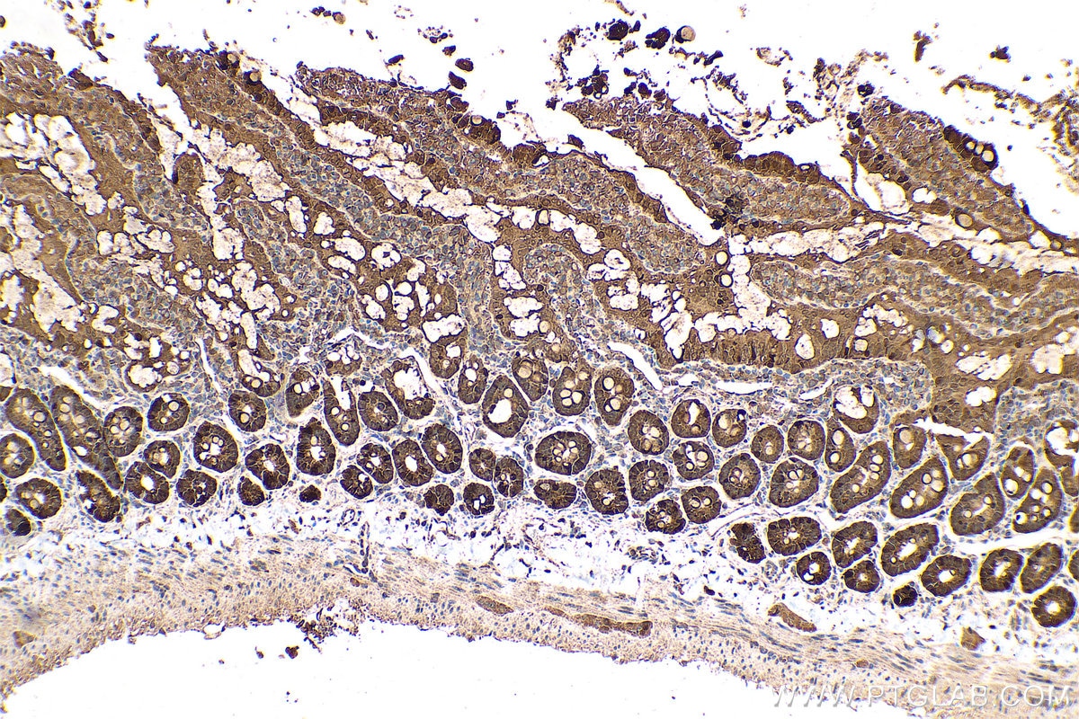 Immunohistochemical analysis of paraffin-embedded rat small intestine tissue slide using KHC0697 (GMDS IHC Kit).