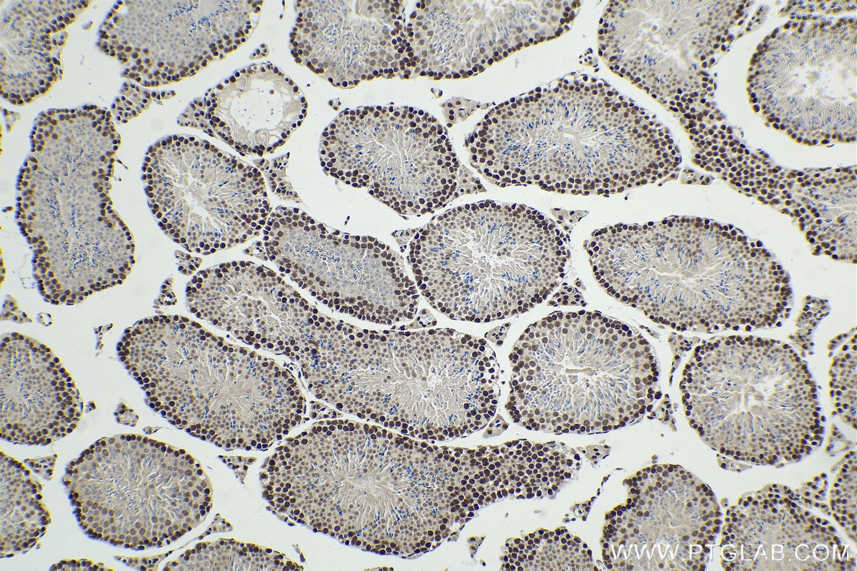 Immunohistochemical analysis of paraffin-embedded mouse testis tissue slide using KHC1990 (GMEB2 IHC Kit).