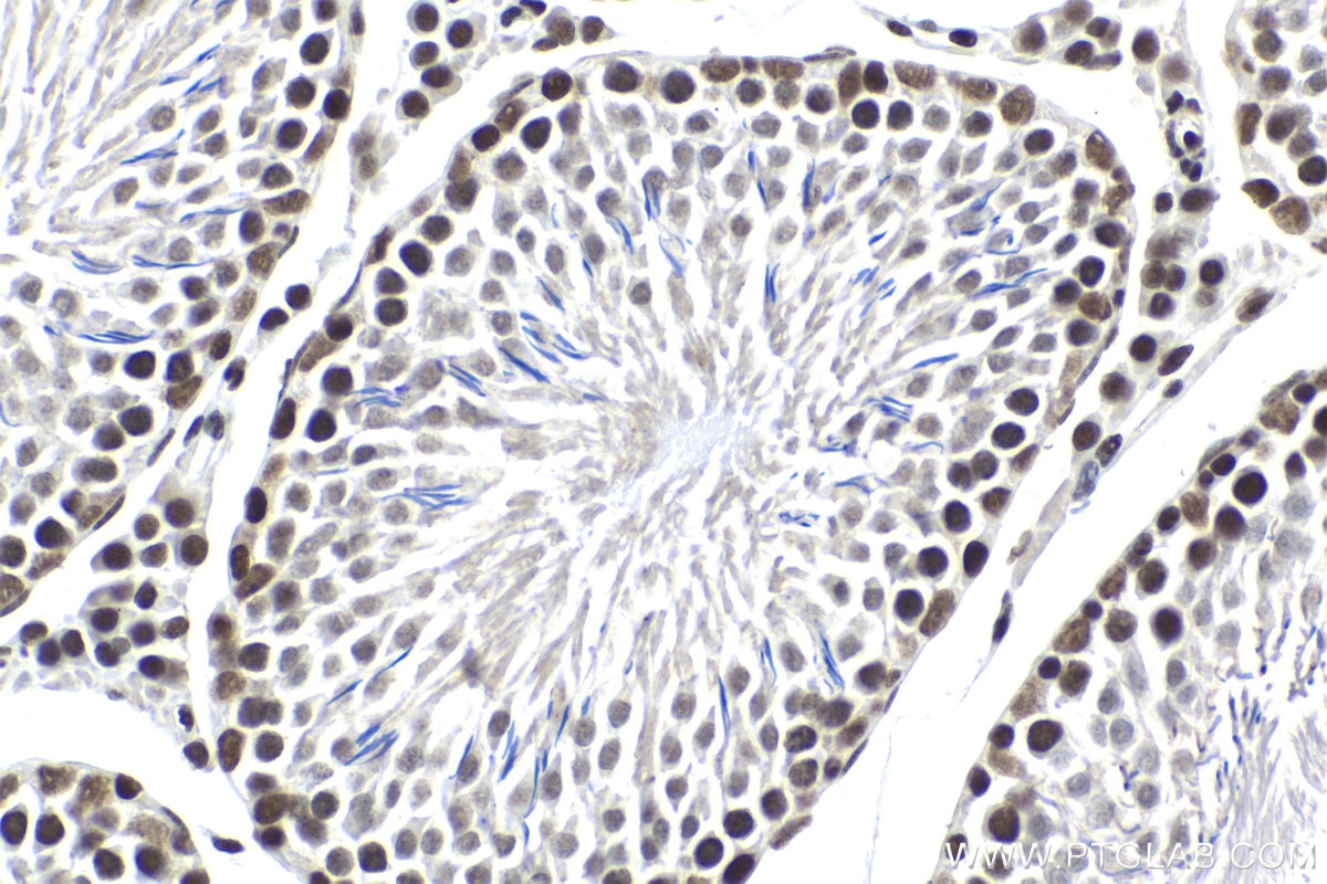 Immunohistochemical analysis of paraffin-embedded rat testis tissue slide using KHC1990 (GMEB2 IHC Kit).