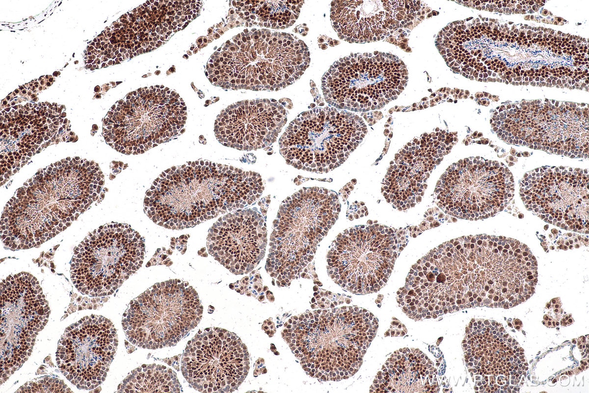 Immunohistochemical analysis of paraffin-embedded mouse testis tissue slide using KHC0890 (GMPS IHC Kit).