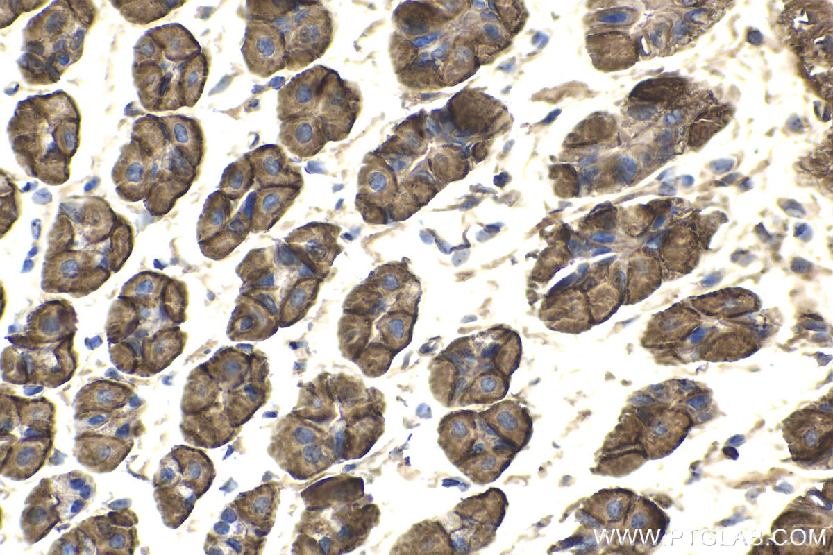 Immunohistochemical analysis of paraffin-embedded mouse stomach tissue slide using KHC1730 (GNA13 IHC Kit).