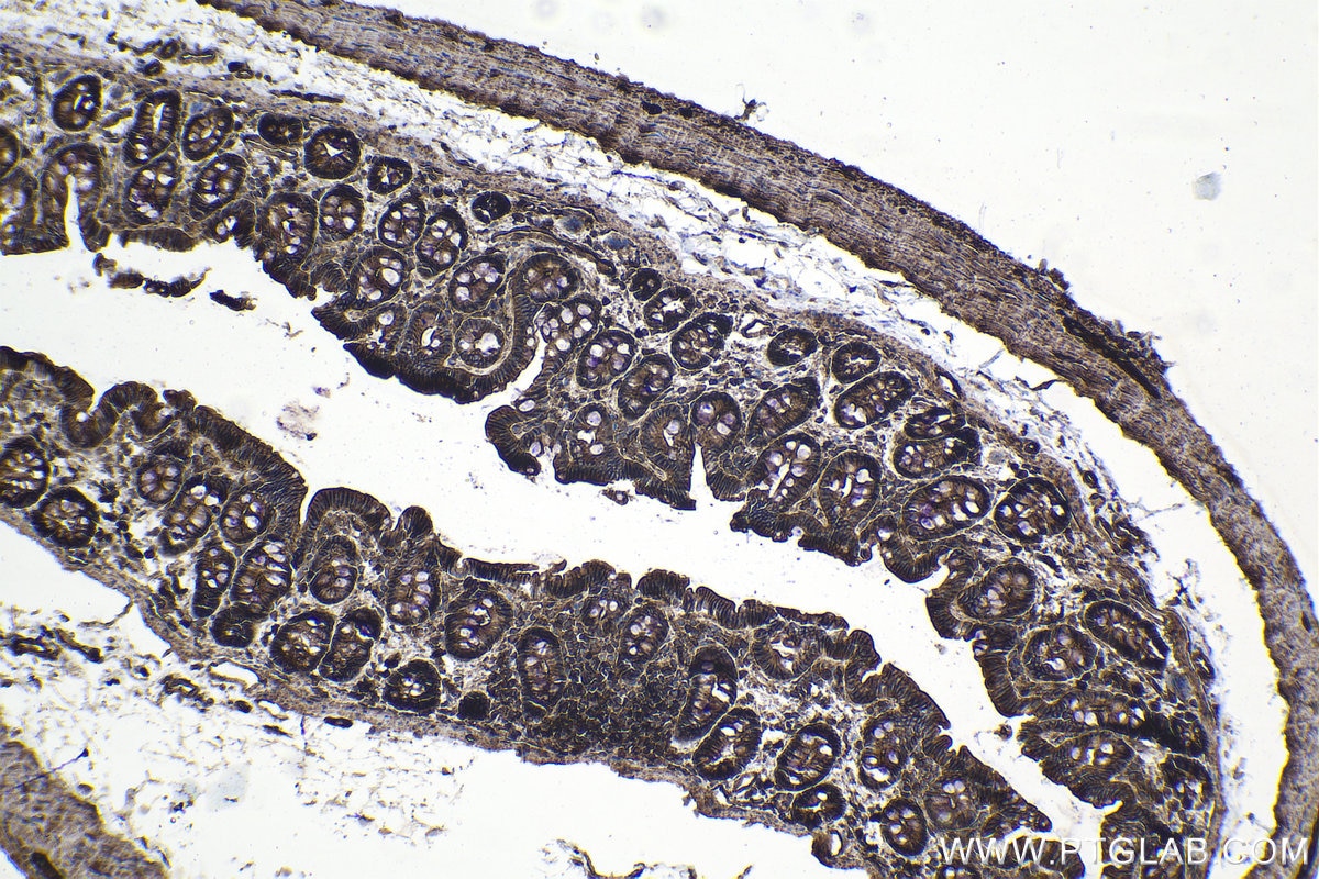 Immunohistochemical analysis of paraffin-embedded rat colon tissue slide using KHC1076 (GNAS IHC Kit).