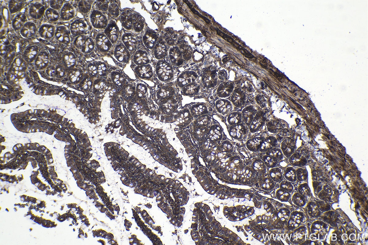 Immunohistochemical analysis of paraffin-embedded rat small intestine tissue slide using KHC1076 (GNAS IHC Kit).