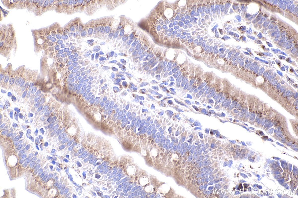 Immunohistochemical analysis of paraffin-embedded mouse small intestine tissue slide using KHC2403 (GOLGA2/GM130 IHC Kit).