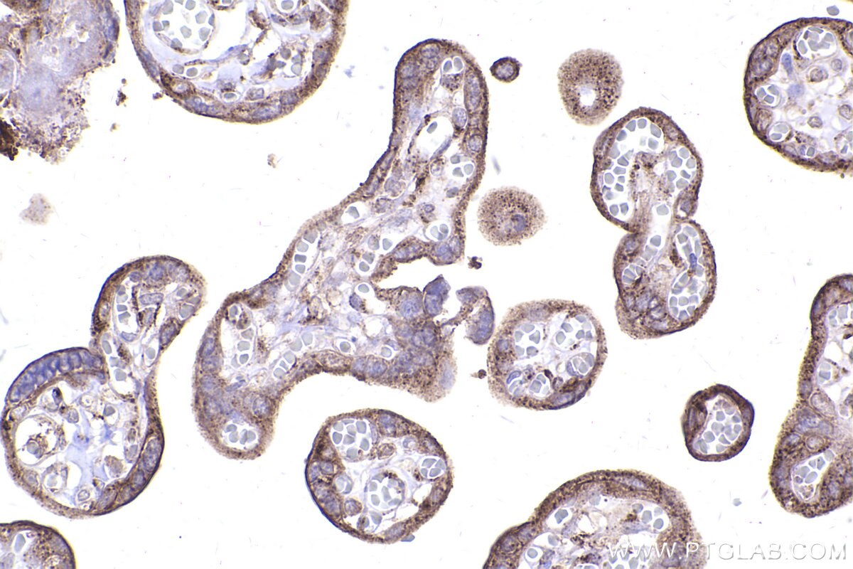 Immunohistochemical analysis of paraffin-embedded human placenta tissue slide using KHC2403 (GOLGA2/GM130 IHC Kit).