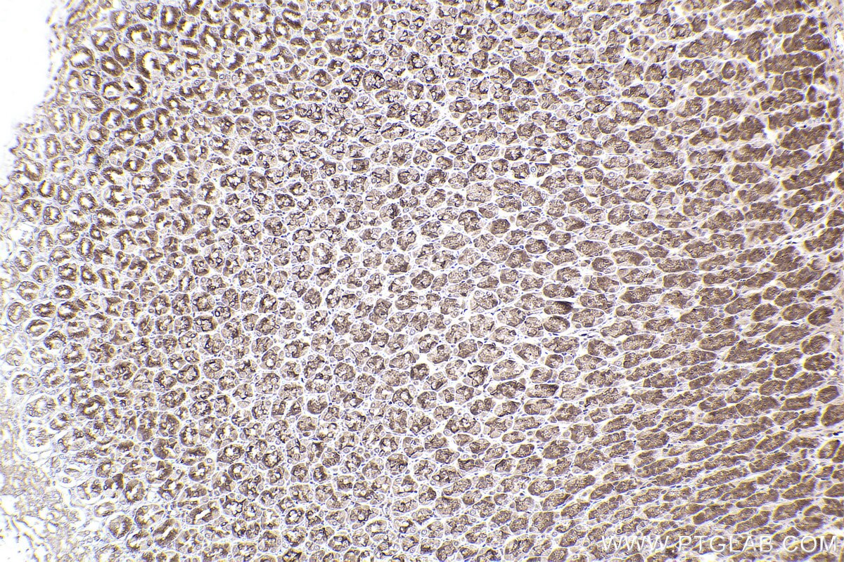 Immunohistochemical analysis of paraffin-embedded rat stomach tissue slide using KHC2402 (GOLGA3 IHC Kit).