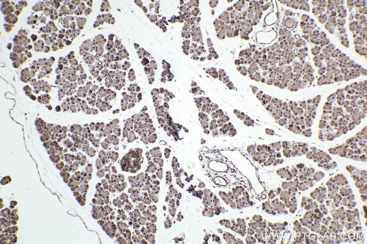 Immunohistochemical analysis of paraffin-embedded rat pancreas tissue slide using KHC2402 (GOLGA3 IHC Kit).