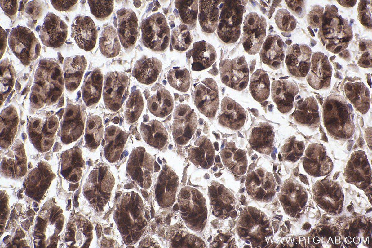 Immunohistochemical analysis of paraffin-embedded mouse stomach tissue slide using KHC2402 (GOLGA3 IHC Kit).