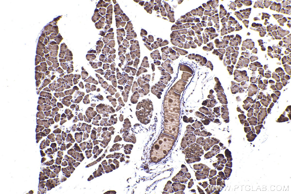 Immunohistochemical analysis of paraffin-embedded mouse pancreas tissue slide using KHC2402 (GOLGA3 IHC Kit).