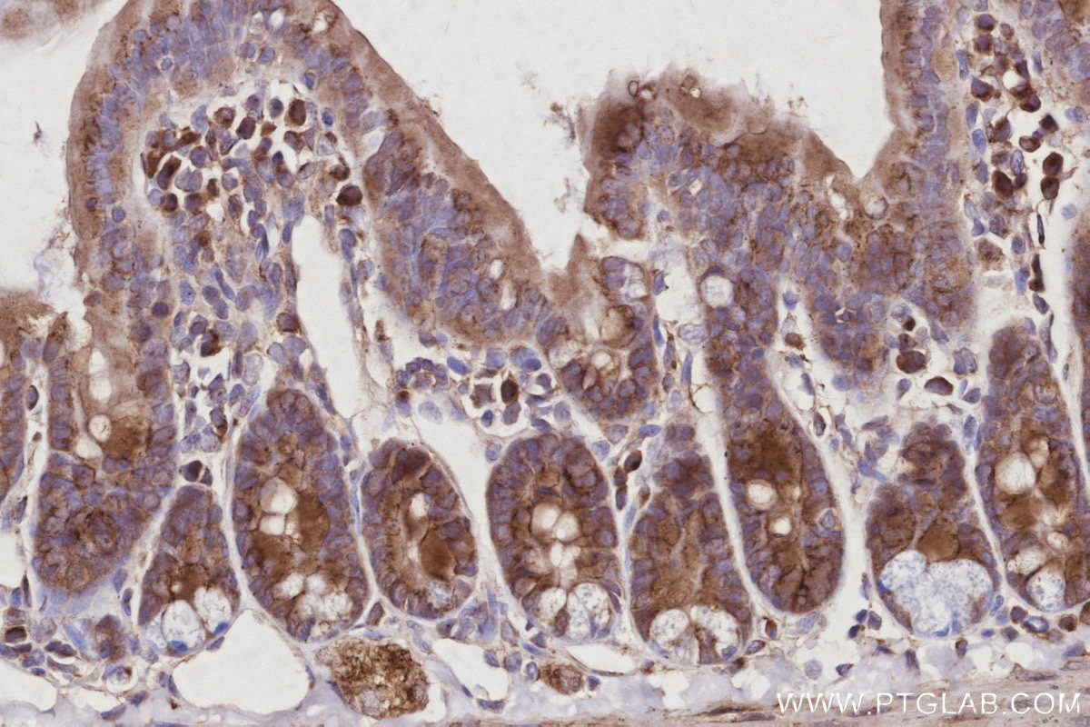 Immunohistochemical analysis of paraffin-embedded mouse small intestine tissue slide using KHC2963 (GORASP1 IHC Kit).