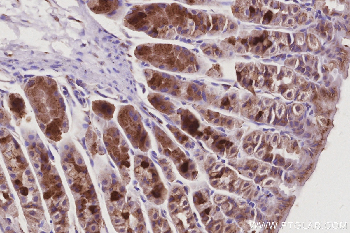Immunohistochemical analysis of paraffin-embedded mouse stomach tissue slide using KHC2963 (GORASP1 IHC Kit).