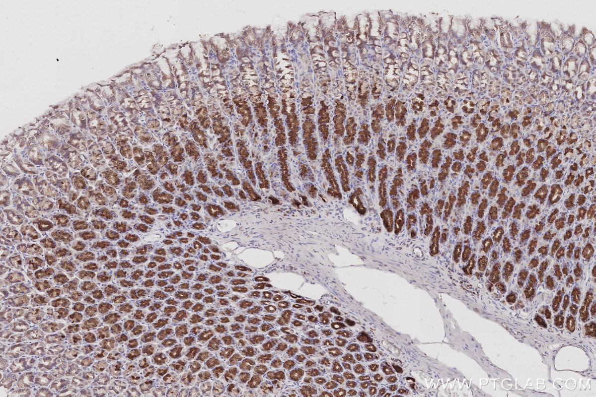 Immunohistochemical analysis of paraffin-embedded rat stomach tissue slide using KHC2963 (GORASP1 IHC Kit).