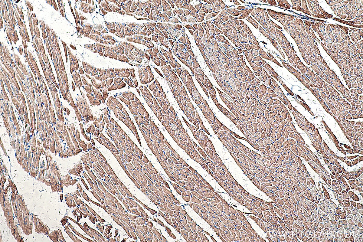 Immunohistochemical analysis of paraffin-embedded rat heart tissue slide using KHC0320 (GOT2 IHC Kit).