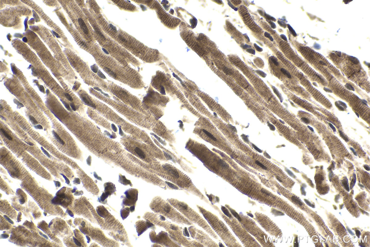 Immunohistochemical analysis of paraffin-embedded mouse heart tissue slide using KHC1706 (GPS2 IHC Kit).