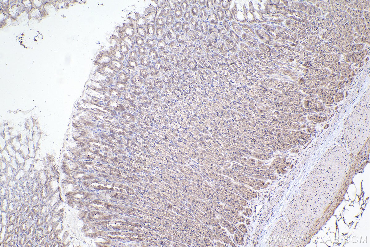 Immunohistochemical analysis of paraffin-embedded rat stomach tissue slide using KHC2370 (GPSM2 IHC Kit).