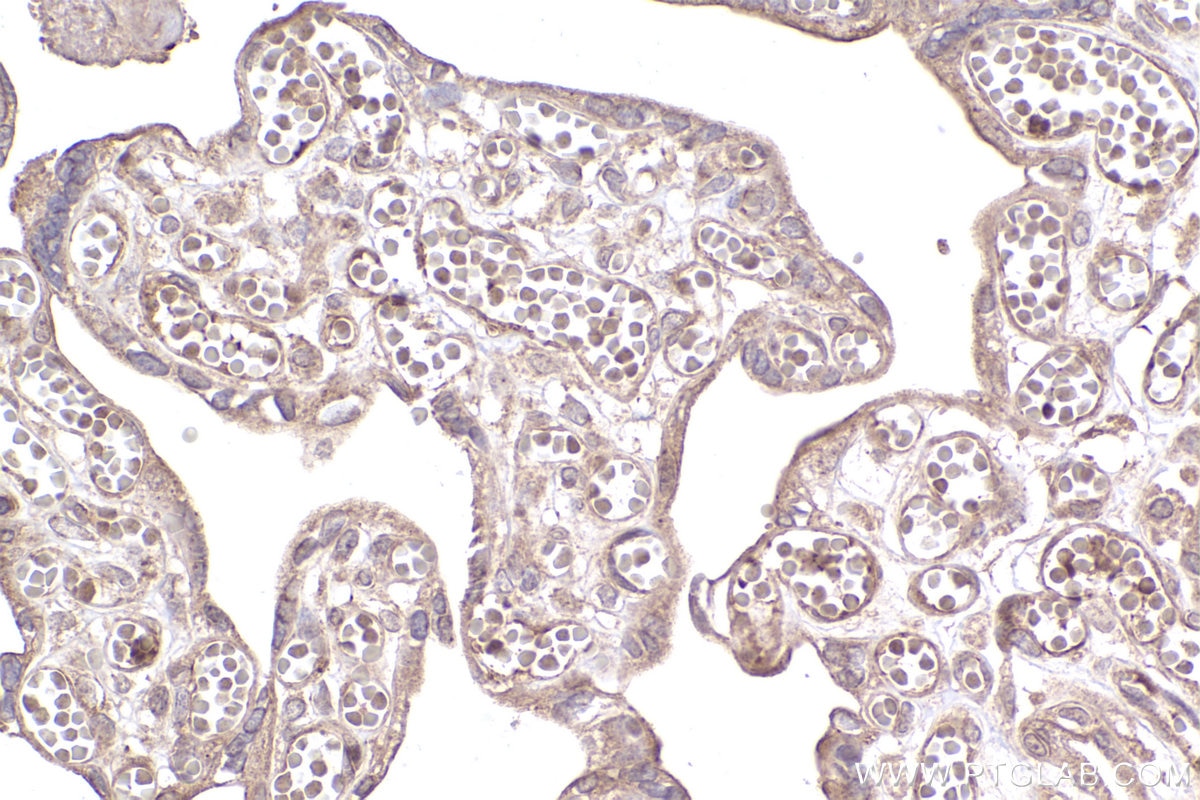 Immunohistochemical analysis of paraffin-embedded human placenta tissue slide using KHC2370 (GPSM2 IHC Kit).
